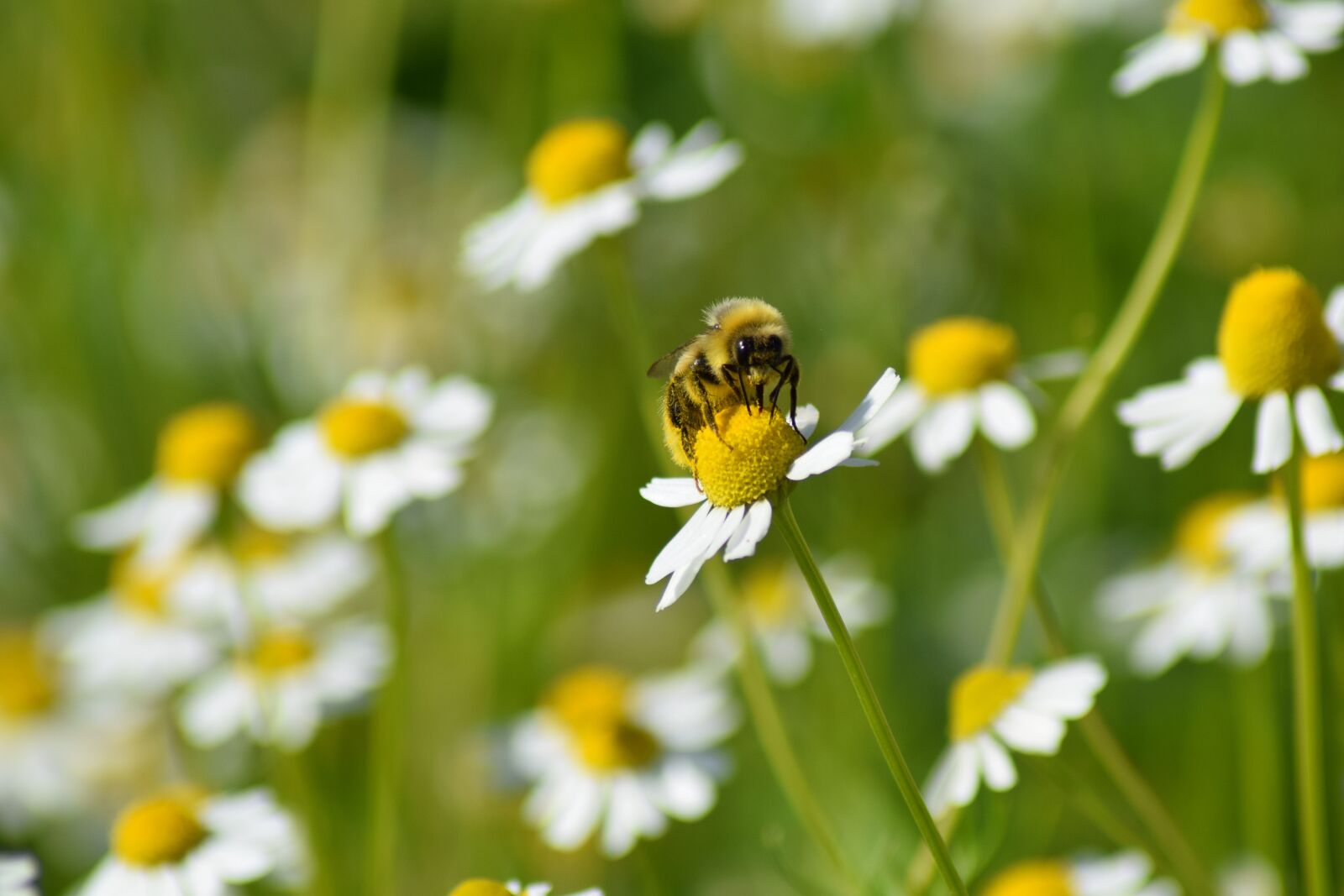 Nikon D3300 sample photo. Bee, flower, yellow photography