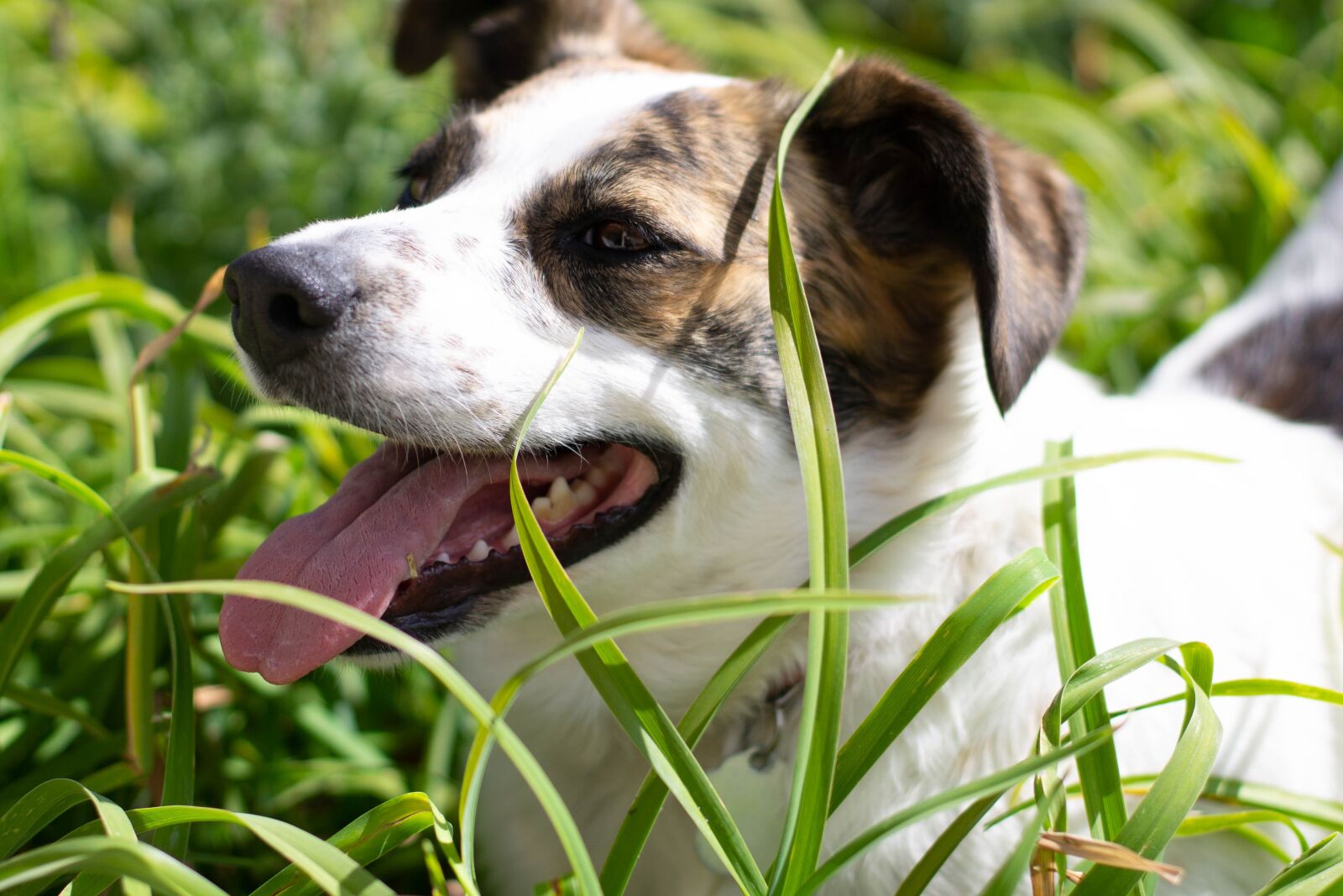 Canon EOS 1100D (EOS Rebel T3 / EOS Kiss X50) + Canon EF 50mm F1.4 USM sample photo. Dog, lilies, plants photography