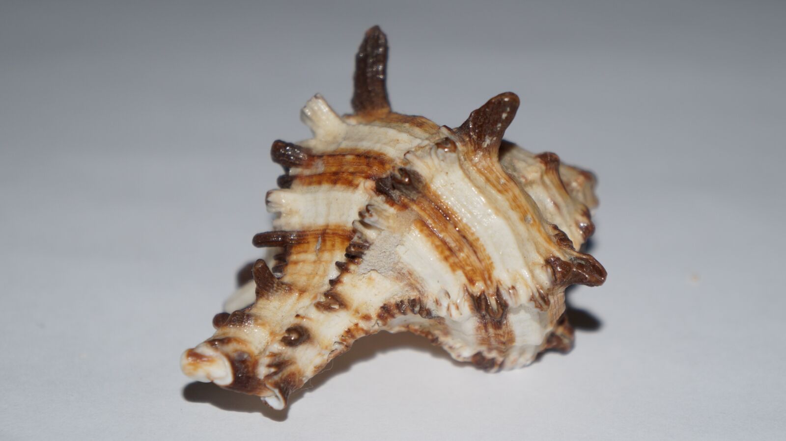 Sony Alpha a3000 sample photo. Shell, maritime, decoration photography