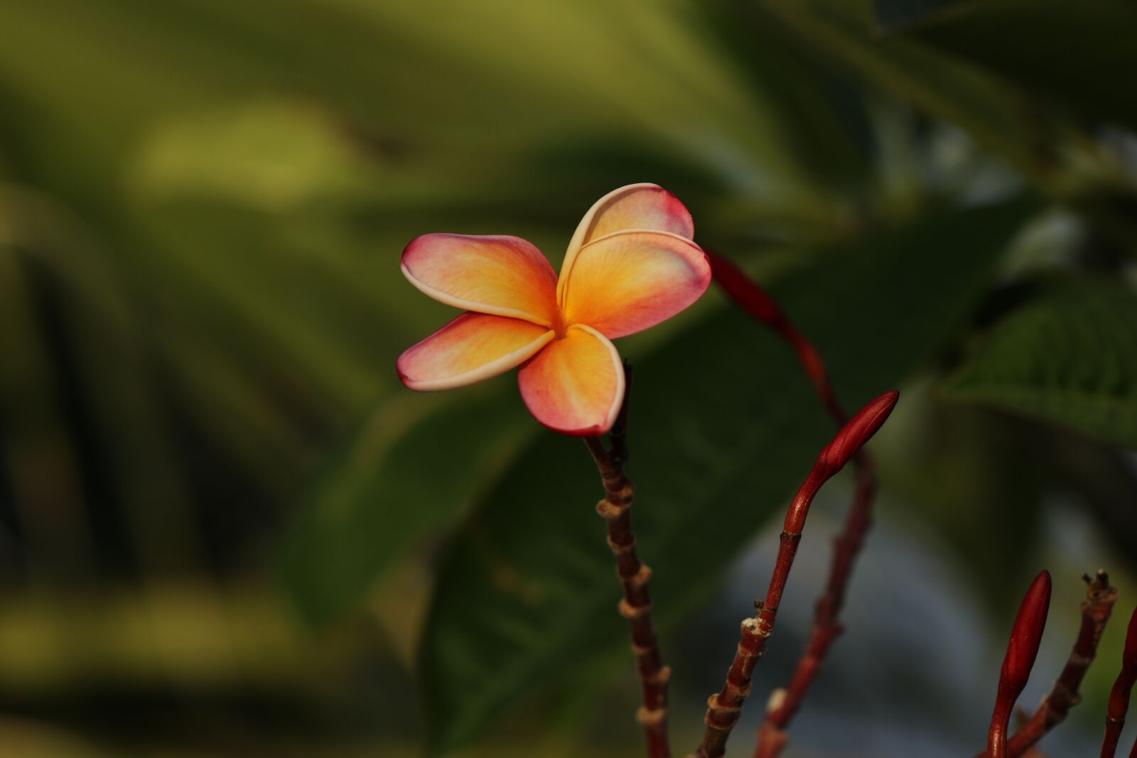 Canon EOS 7D Mark II sample photo. Flower, pink, plumeria photography