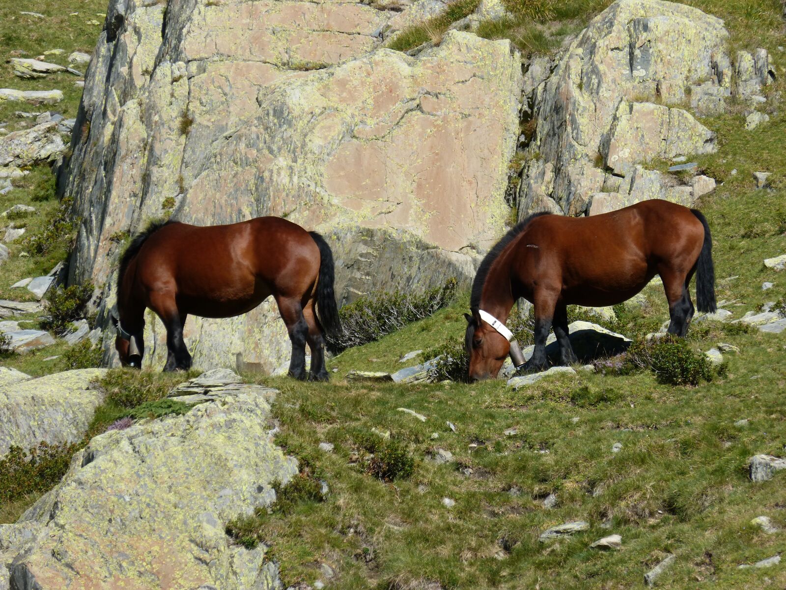 Panasonic DMC-FZ62 sample photo. Horses, rocks, pyrenees photography