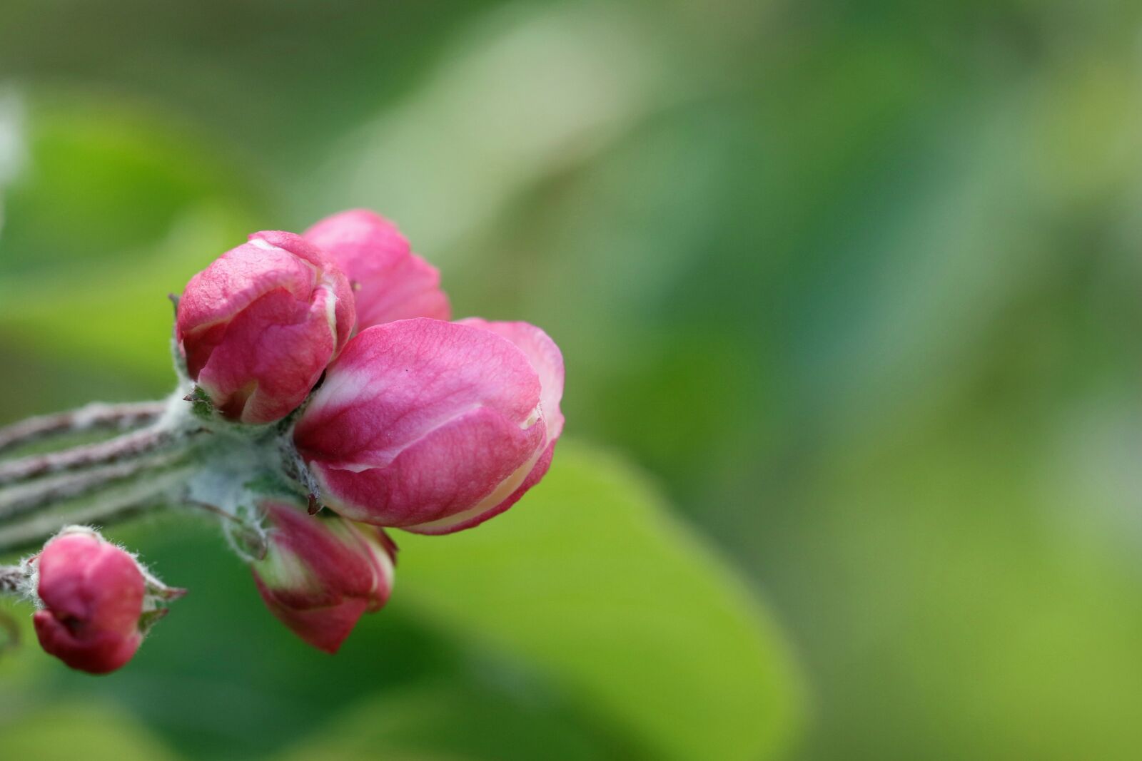 Canon EOS 7D Mark II sample photo. Apple, bud, spring photography