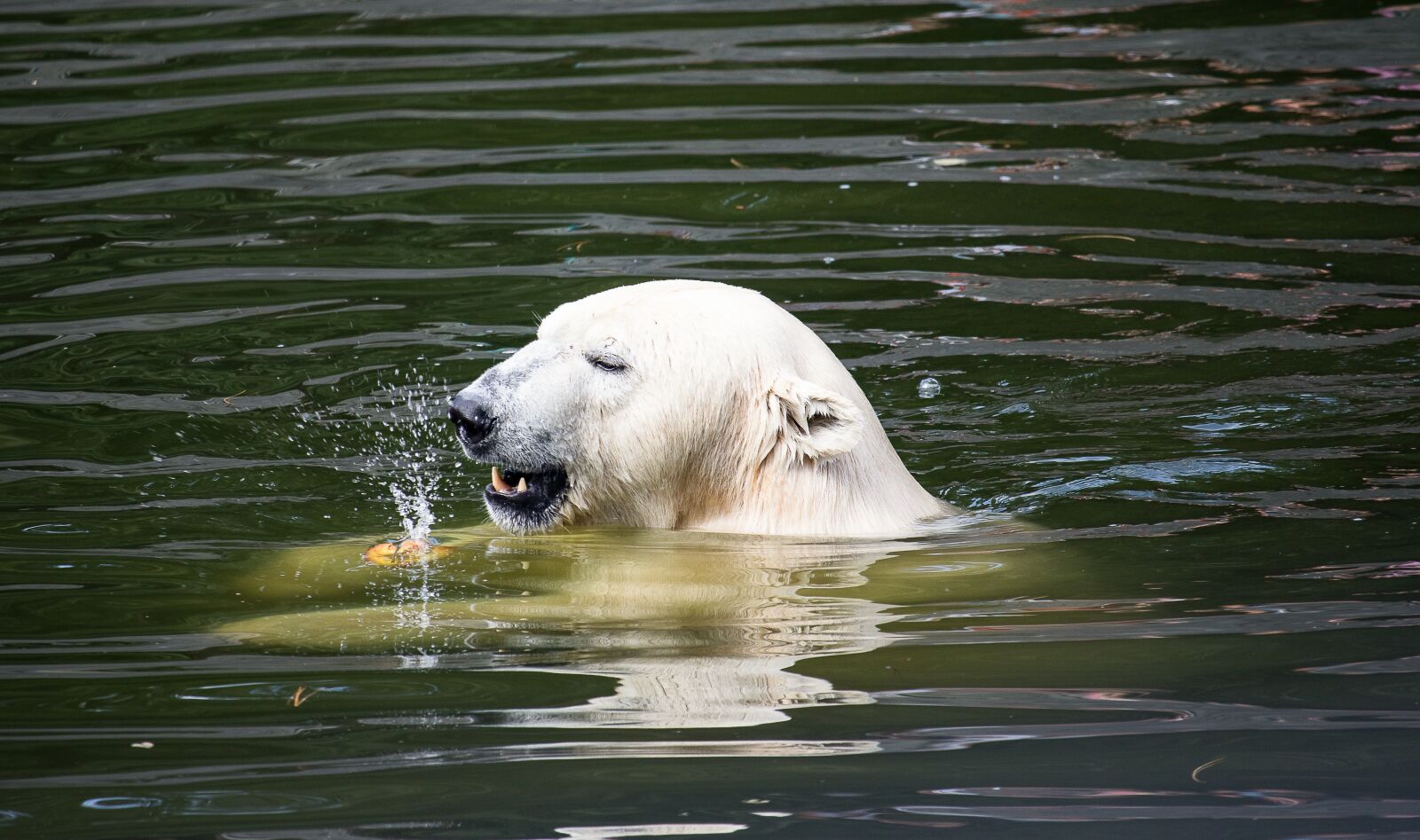 Canon EF-S 55-250mm F4-5.6 IS STM sample photo. Polar bear, predator, animal photography