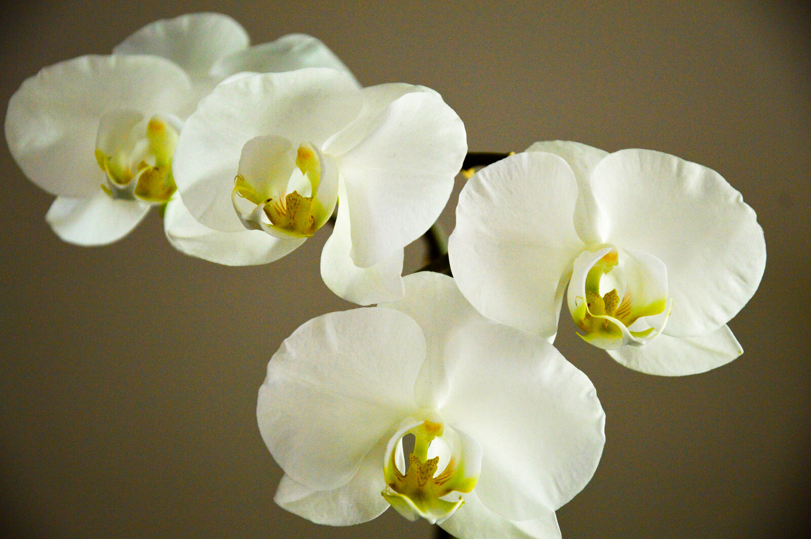 Nikon D3200 sample photo
