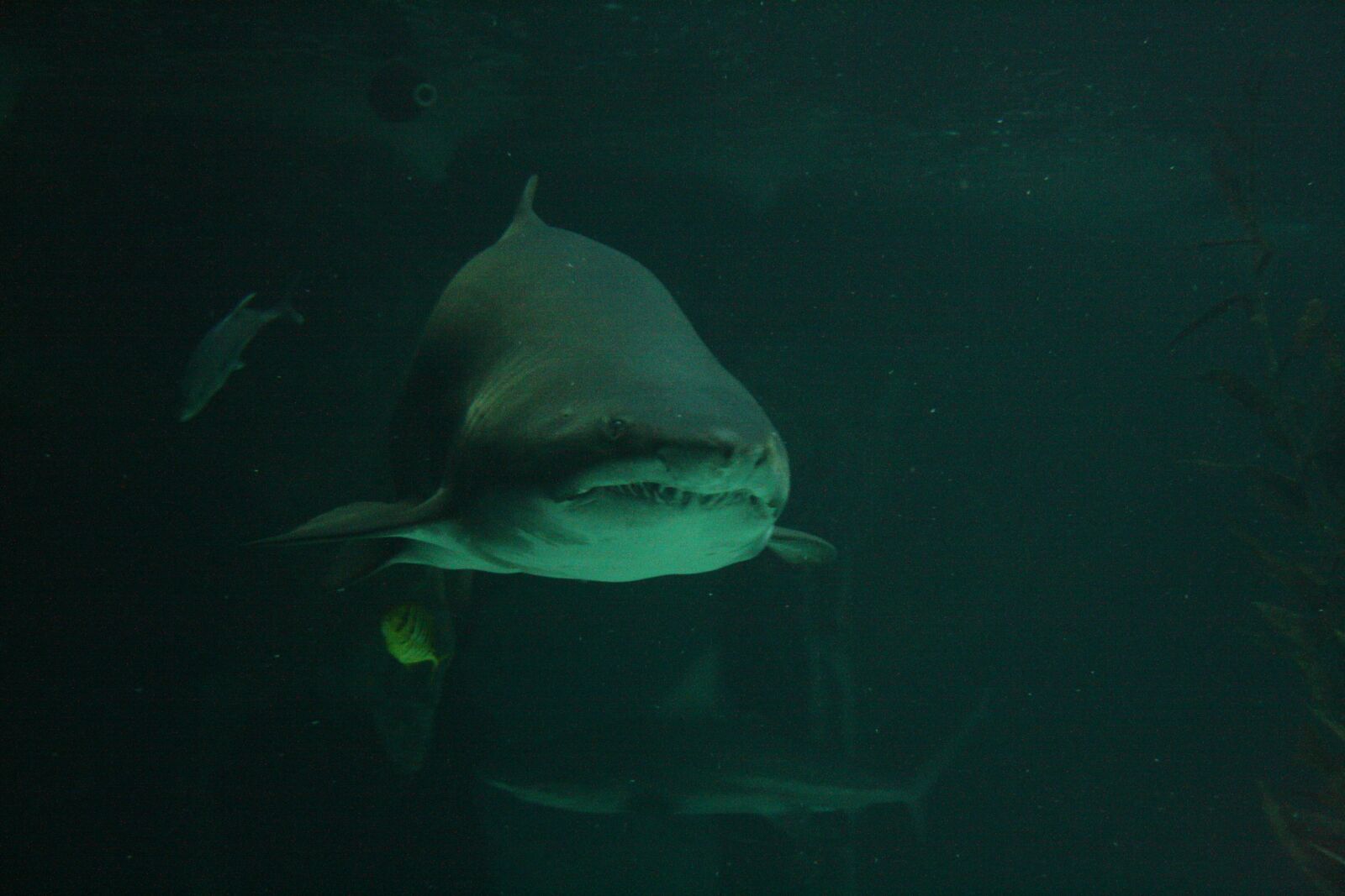 Canon EOS 1000D (EOS Digital Rebel XS / EOS Kiss F) sample photo. Shark, bull shark, sea photography