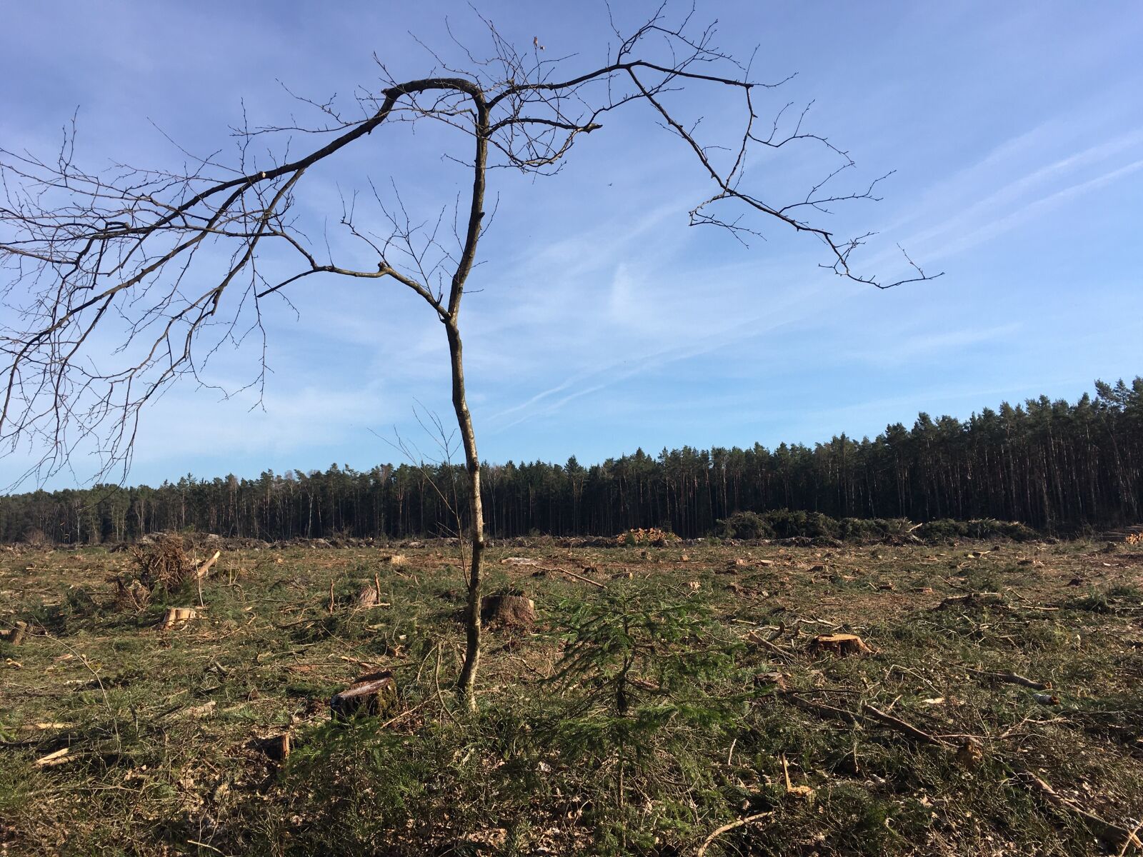 iPhone SE back camera 4.15mm f/2.2 sample photo. Tree, wasteland, barren photography