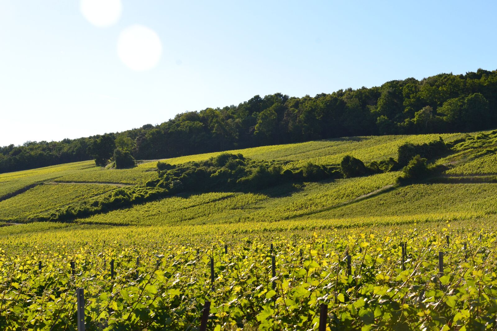 Nikon D3100 sample photo. Champagne, vine, wine photography