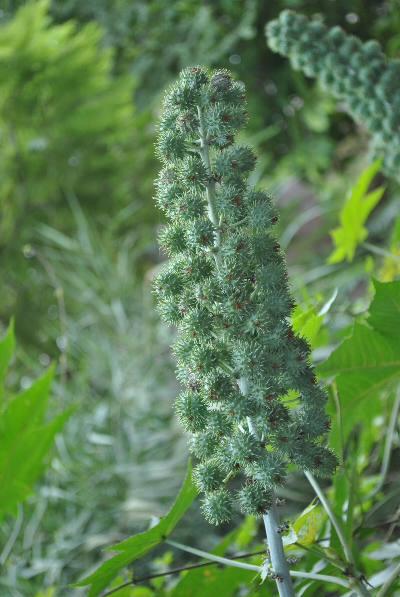 Nikon D3000 sample photo. Tree, plant, wild photography