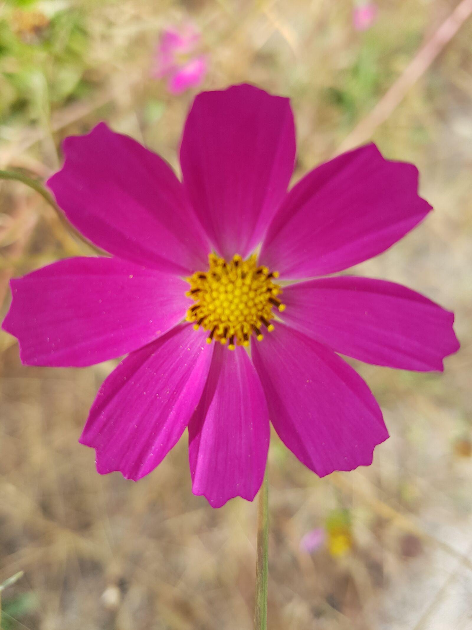 Samsung Galaxy S7 sample photo. Pink, flower, beautiful flowers photography