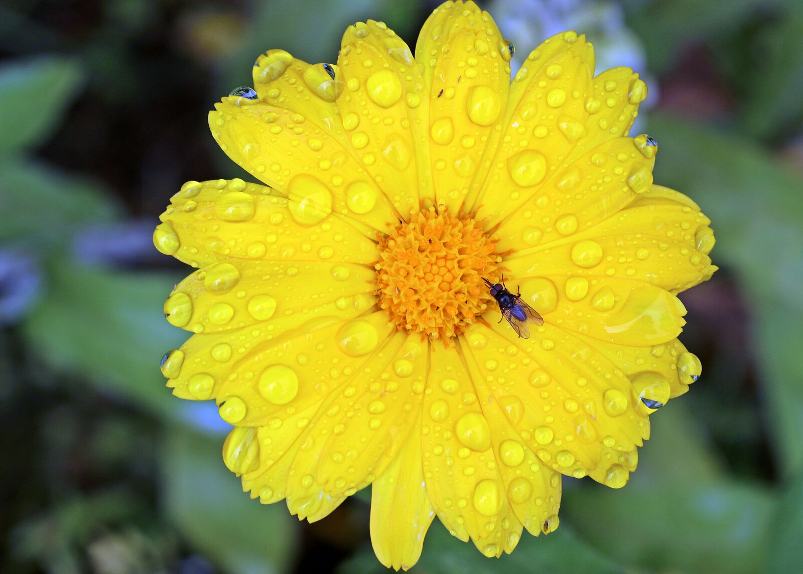 Canon EOS 650D (EOS Rebel T4i / EOS Kiss X6i) sample photo. Marigold, calendula, yellow photography