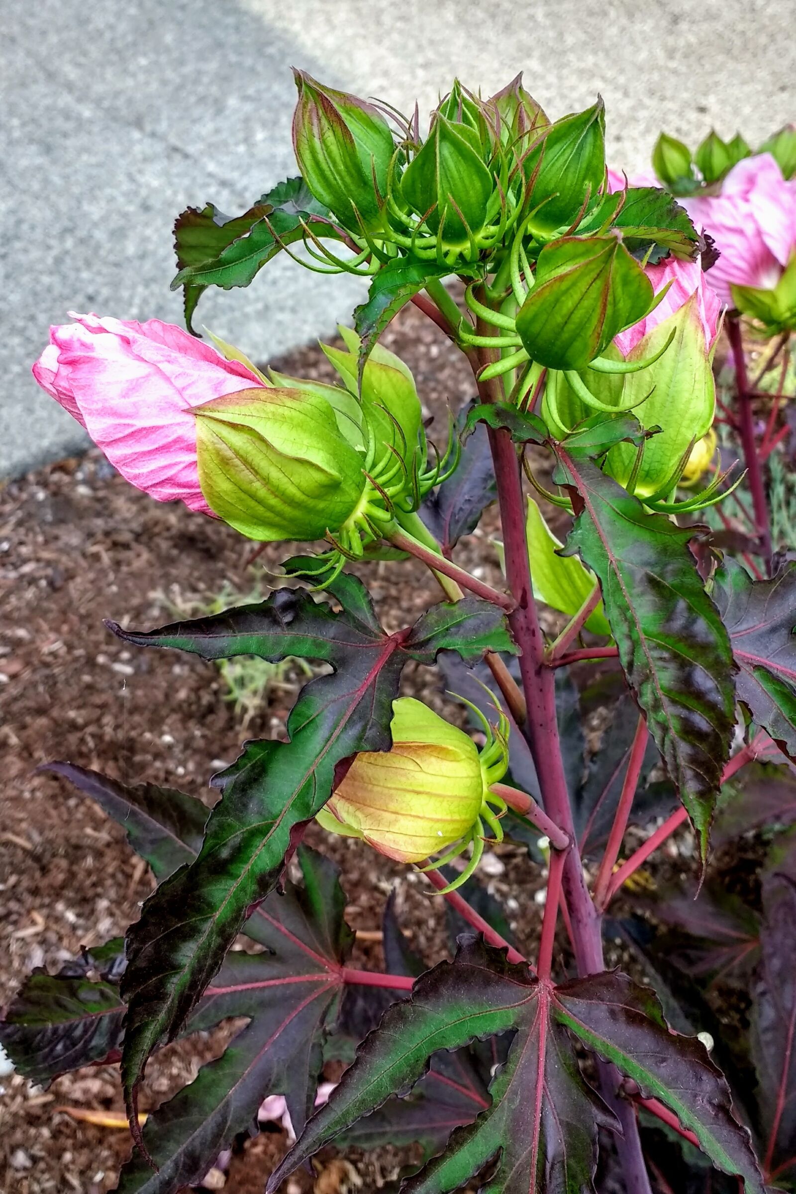 Motorola Moto G (4) sample photo. Hibiscus, flower, plant photography