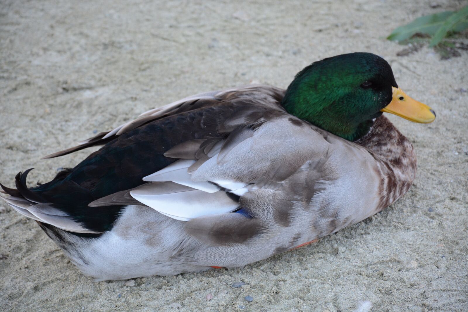 Nikon D7100 sample photo. Duck, mallard, mallard duck photography