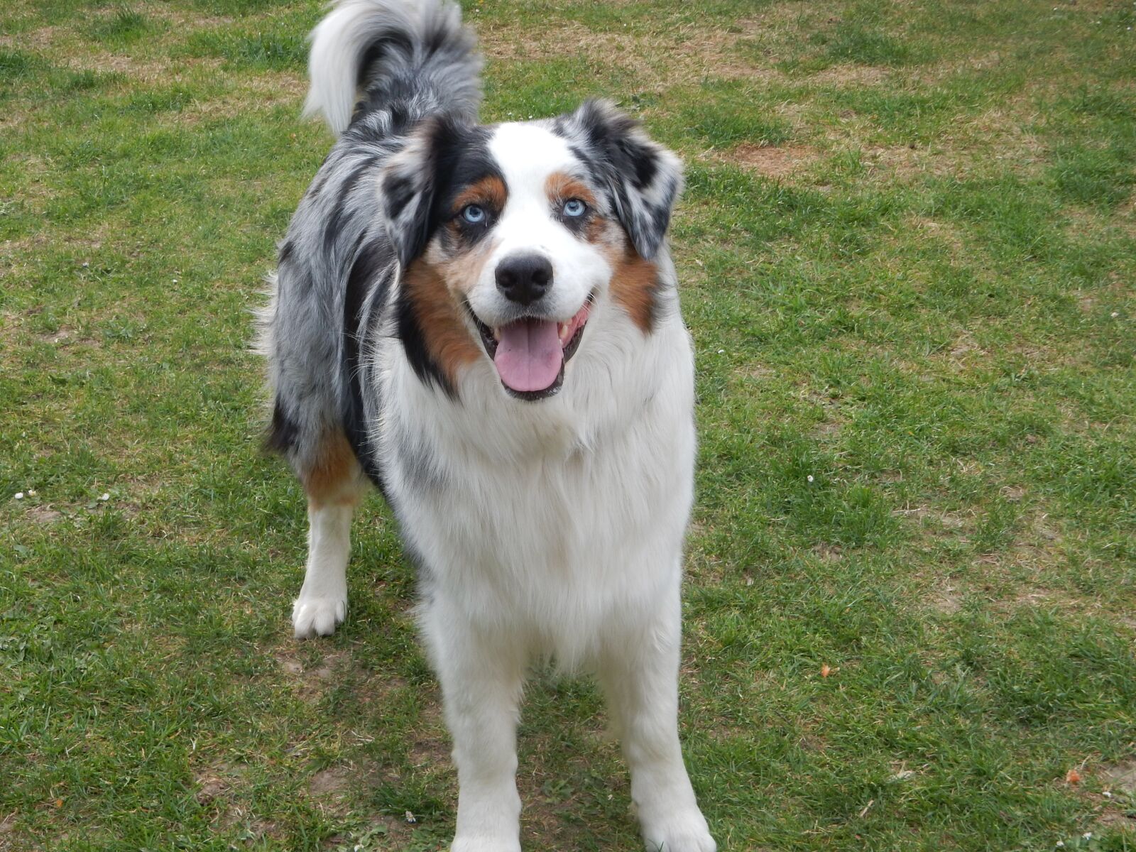 Nikon Coolpix S9700 sample photo. Dog, image, australienshepert photography