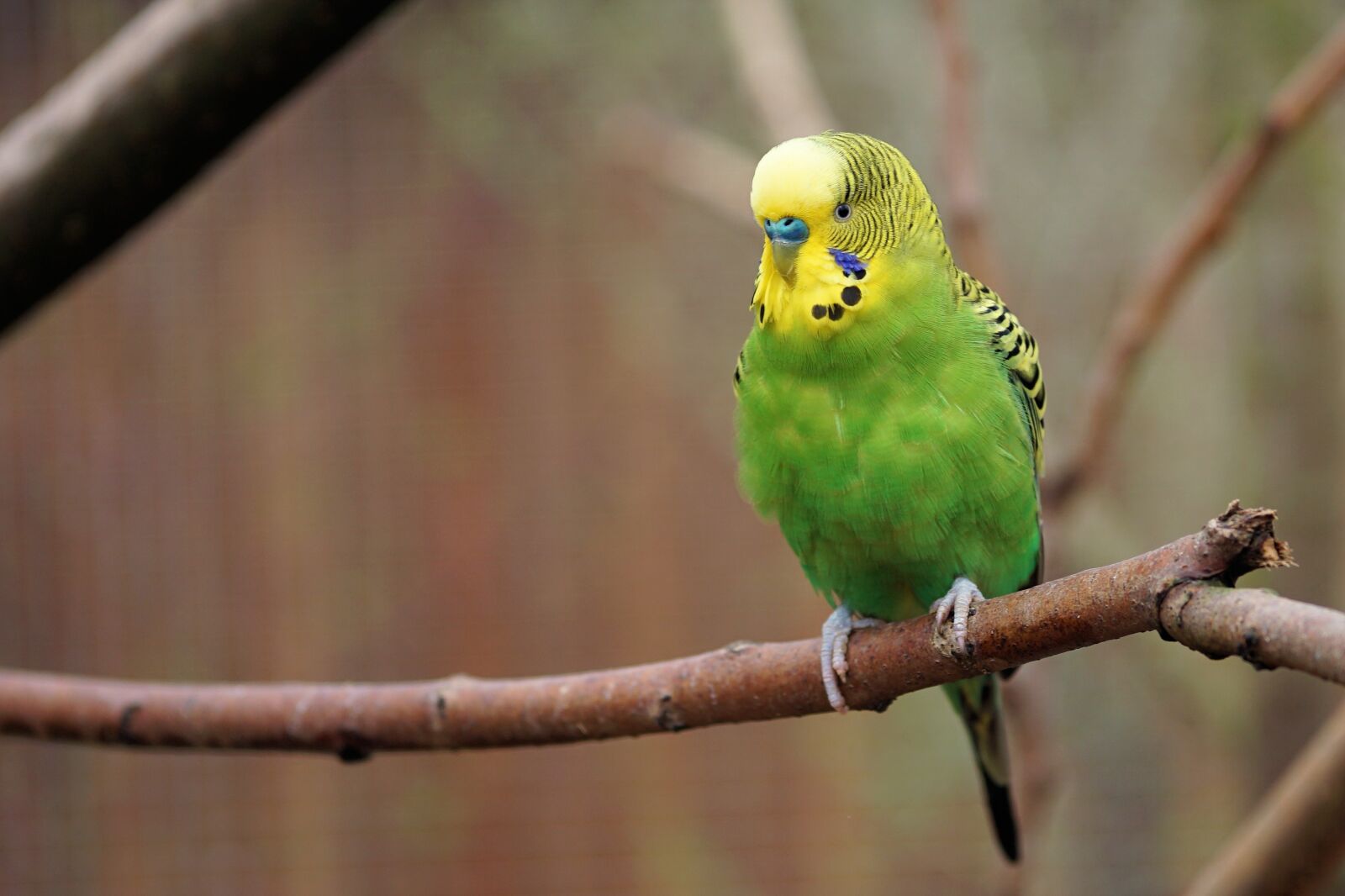 Sony a6000 + E 60mm F2.8 sample photo. Budgie, bird, parakeet photography