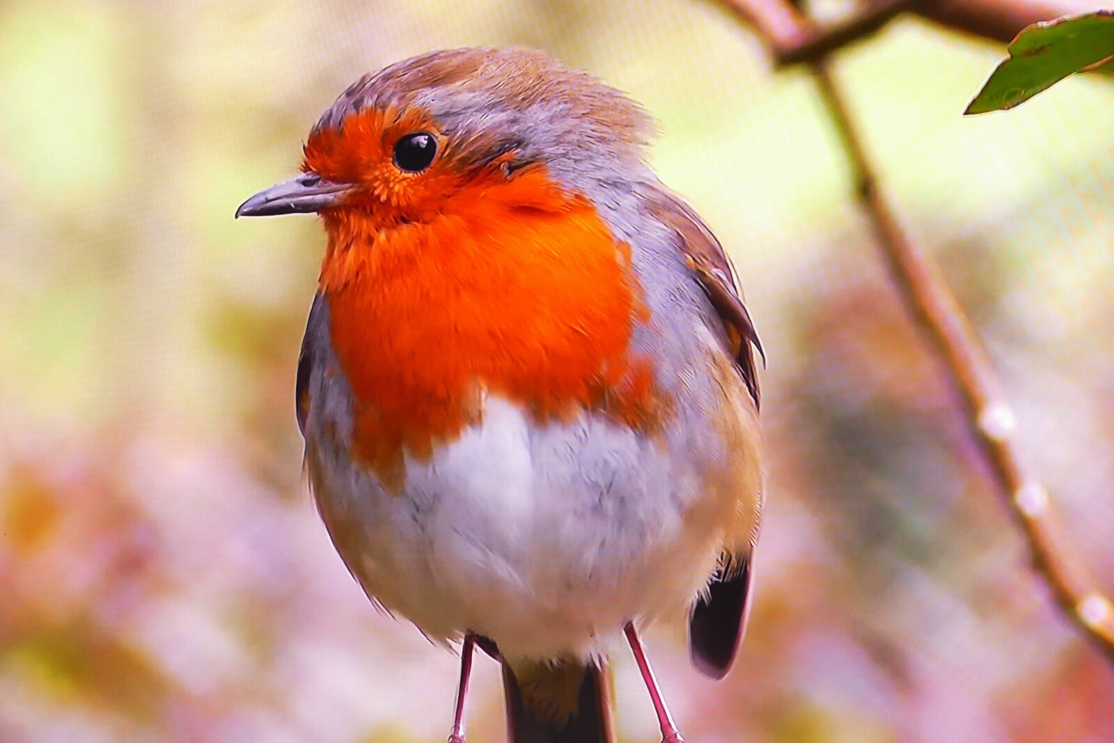 Panasonic Lumix DMC-FZ1000 sample photo. Redbreast, common, nature photography