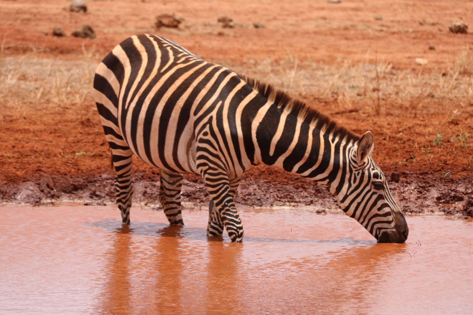 Canon EOS 80D sample photo. Zebra, kenya, safari photography