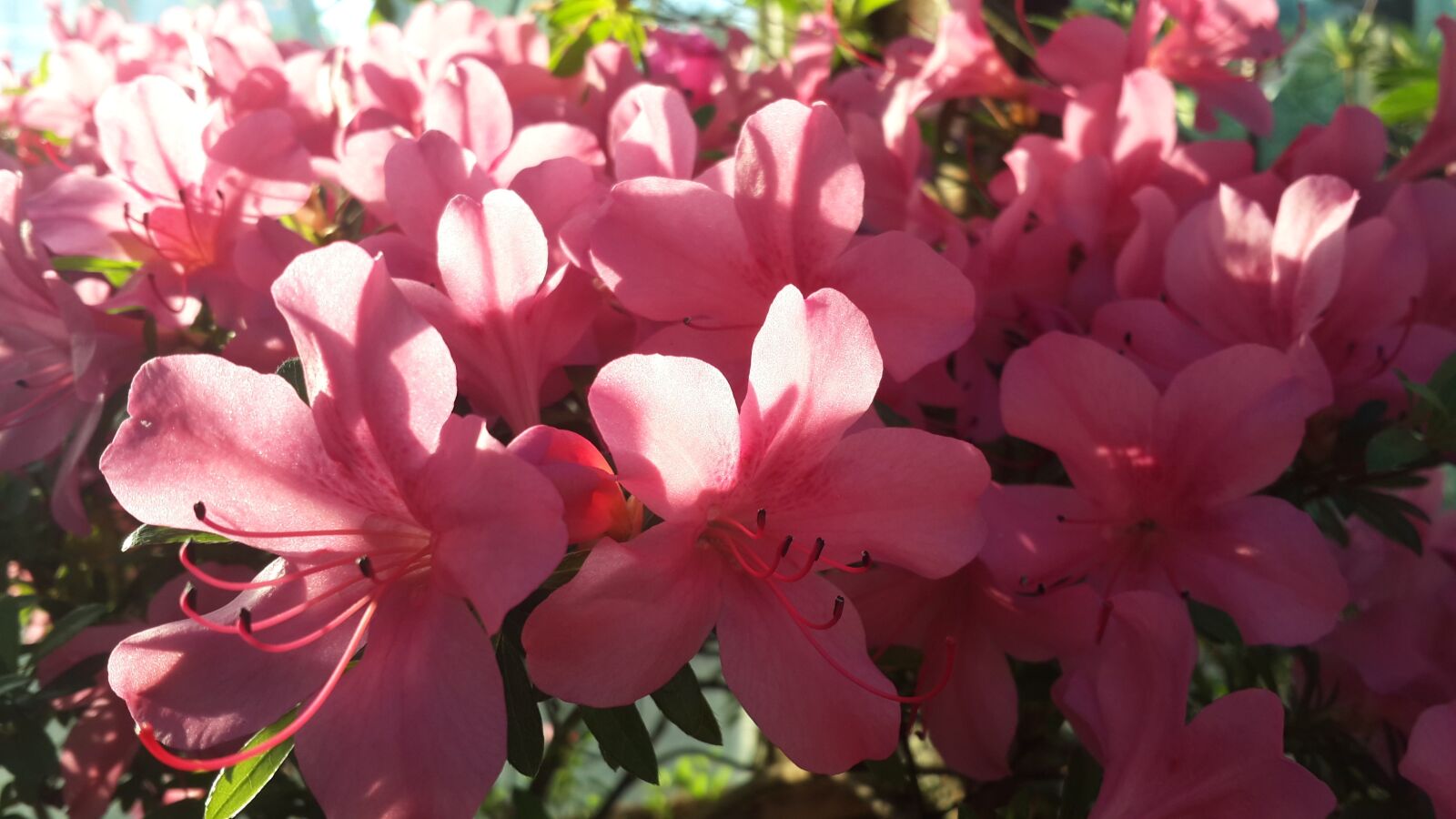 Samsung Galaxy S4 sample photo. Flowers, the orangery, botanical photography