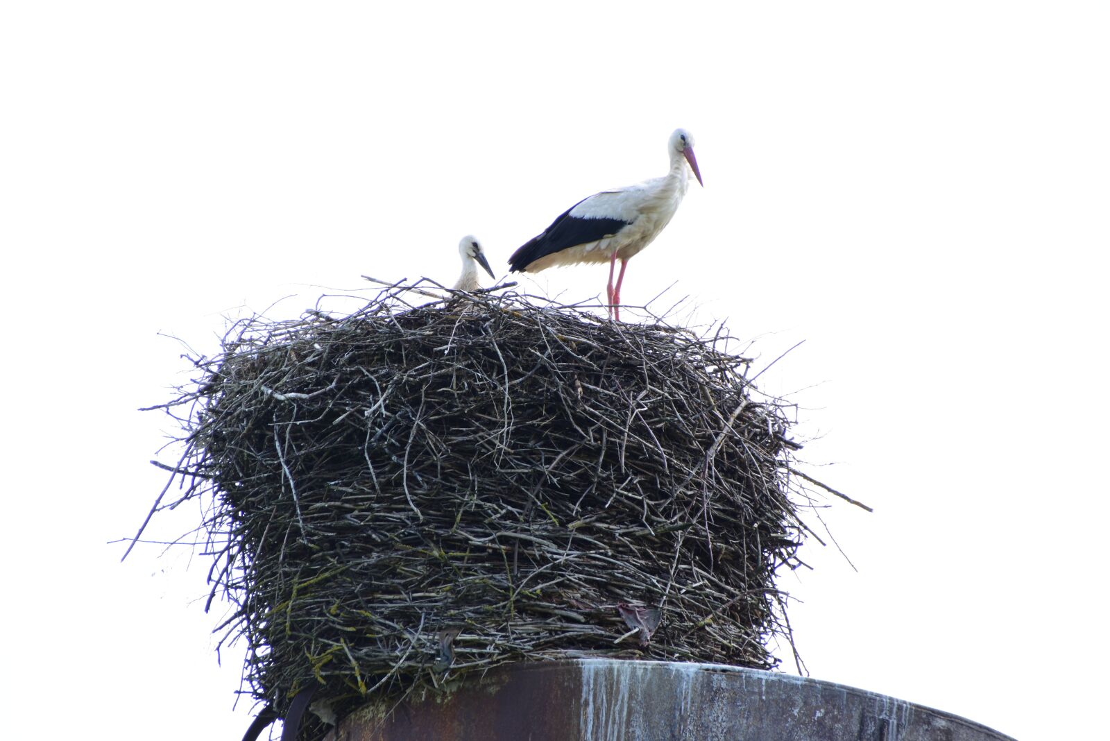 Nikon D7200 sample photo. Stork, bird, nature photography