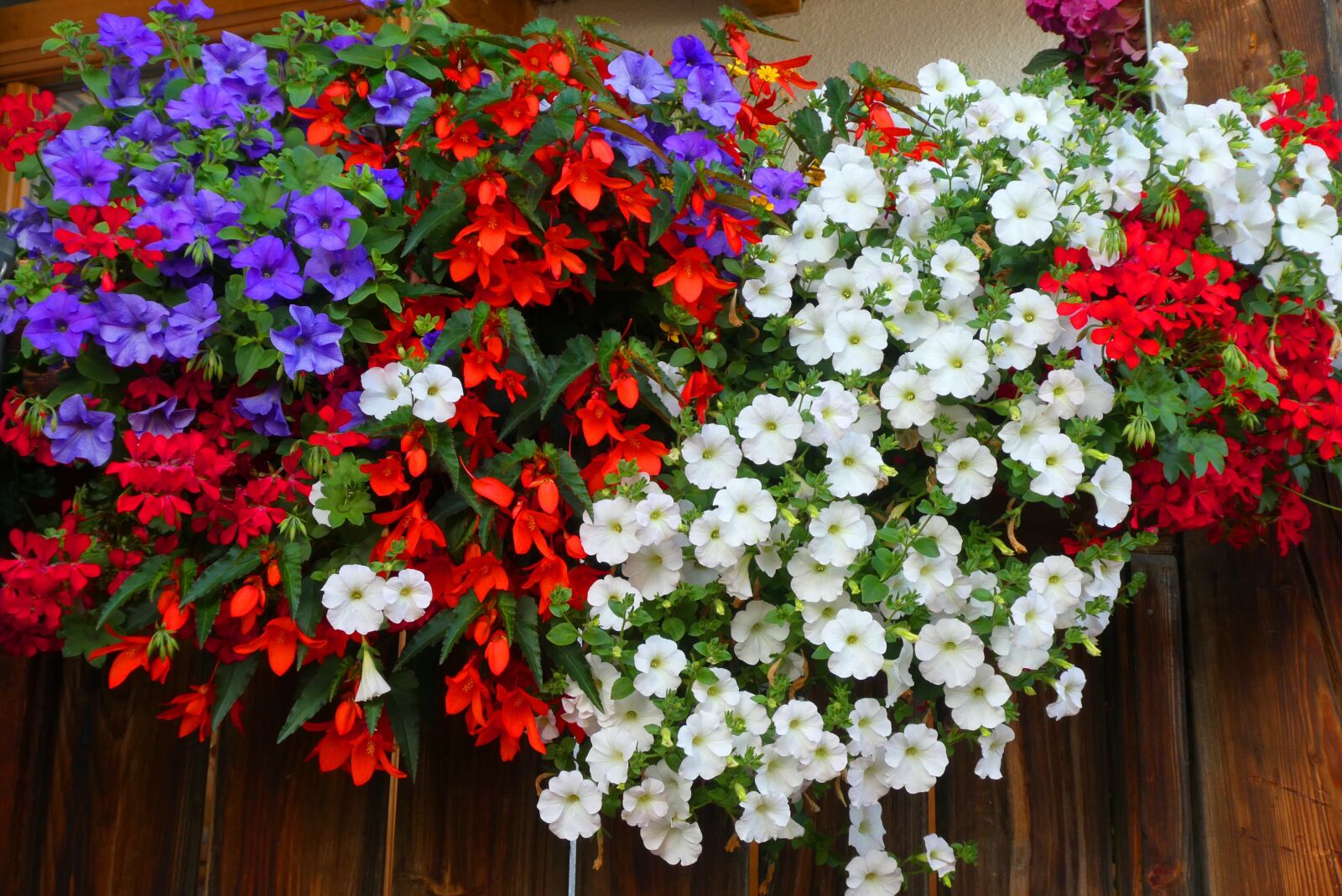 Panasonic Lumix DC-ZS70 (Lumix DC-TZ90) sample photo. Plants, hanging plants, hangbloemen photography