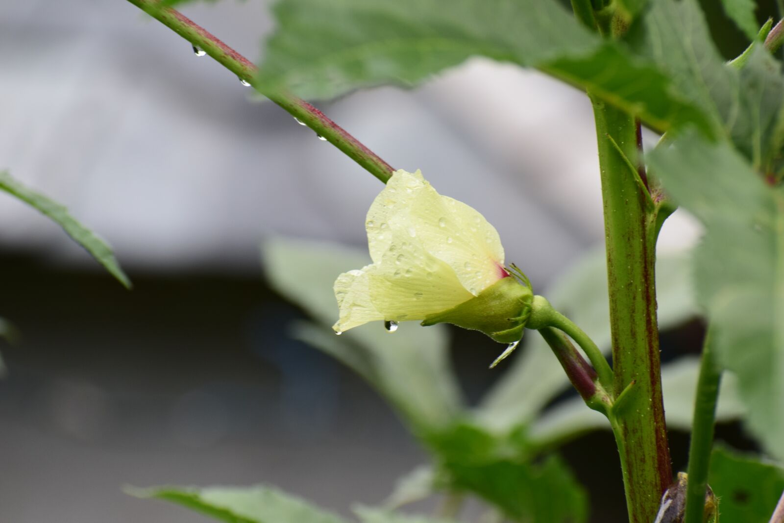 Nikon D3300 sample photo. Flower, nature, dewdrop photography