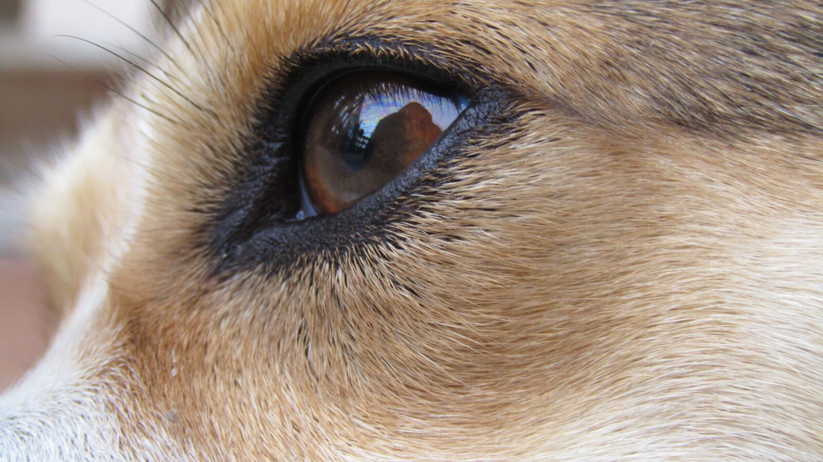 Canon POWERSHOT SX432 IS sample photo. Eye, dogeye, lolli photography