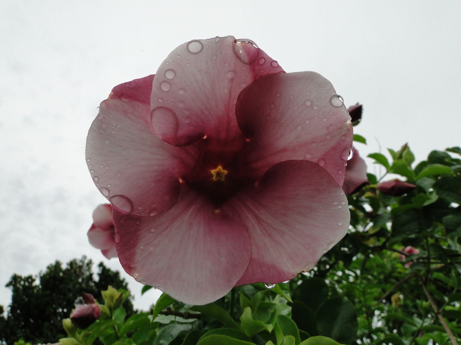 Sony Cyber-shot DSC-HX1 sample photo. Hibiscus, flower, pink photography