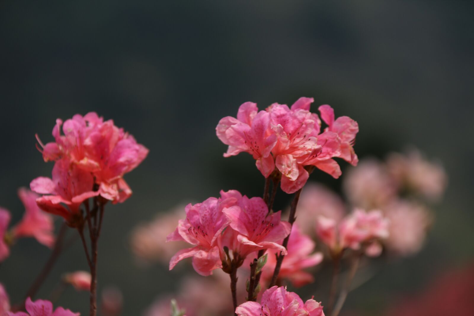 Canon EOS 70D sample photo. Red, azaleas, misty mountain photography