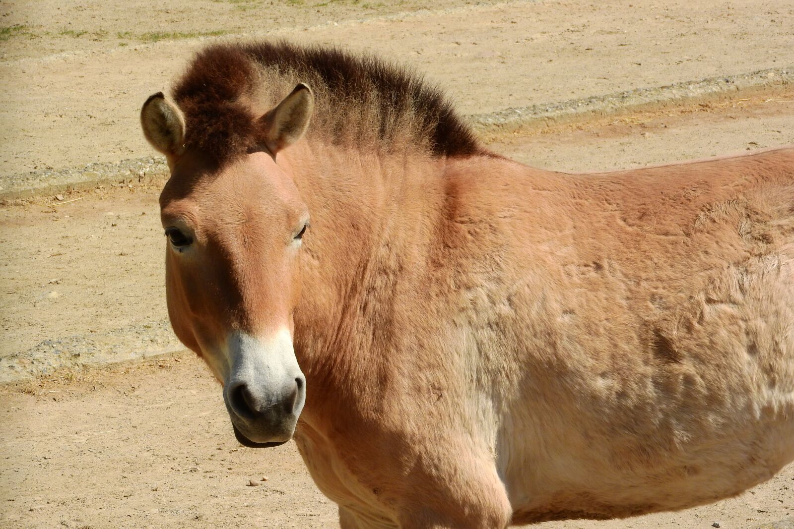 Nikon Coolpix P610 sample photo. Przewalski's horse, mare, head photography