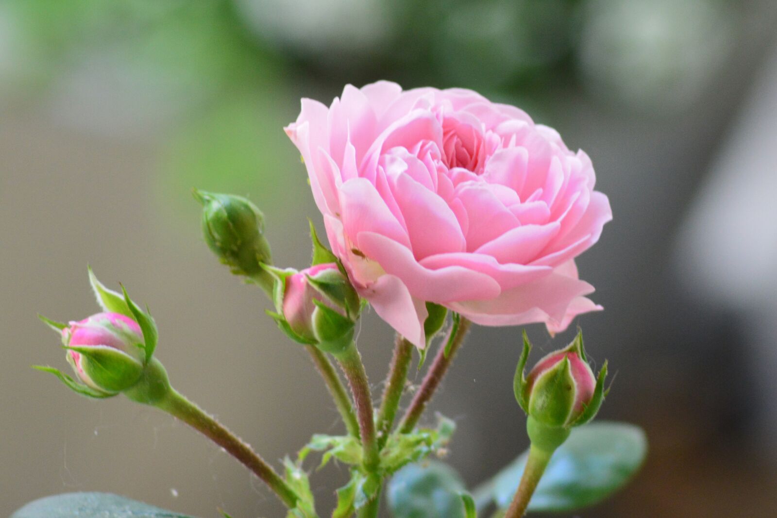 Nikon D3200 sample photo. Rose, pink rose, bud photography
