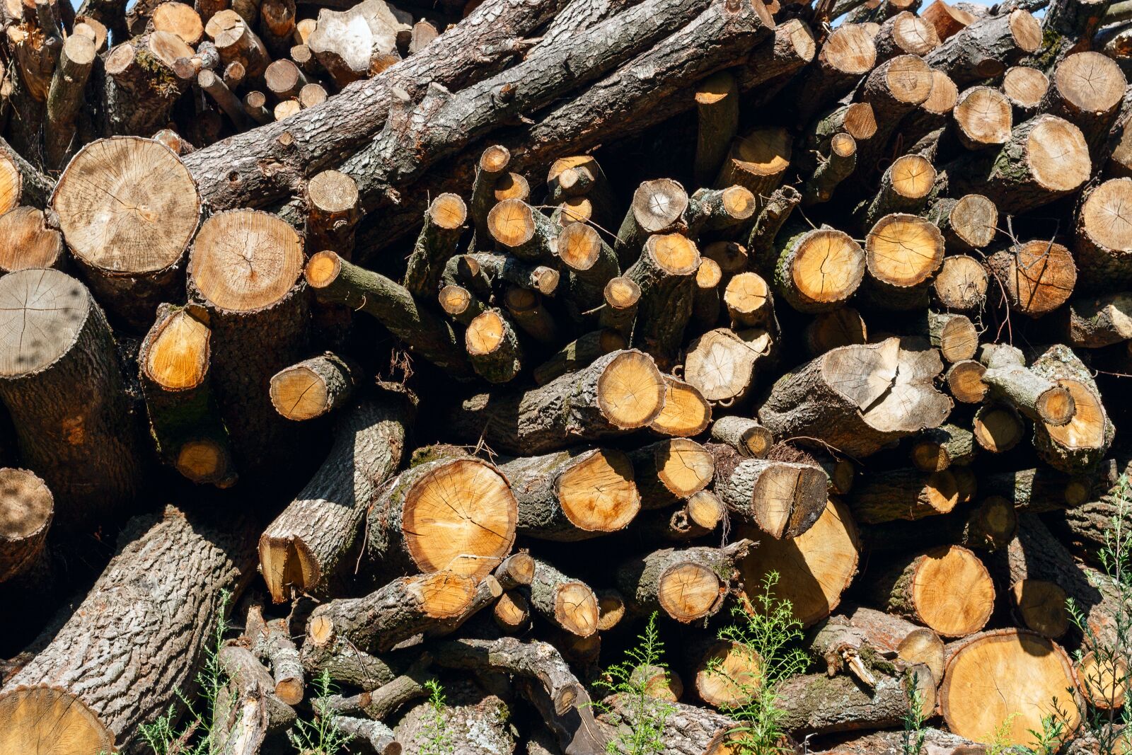 Canon EOS 100D (EOS Rebel SL1 / EOS Kiss X7) sample photo. Firewood, drome, tree photography