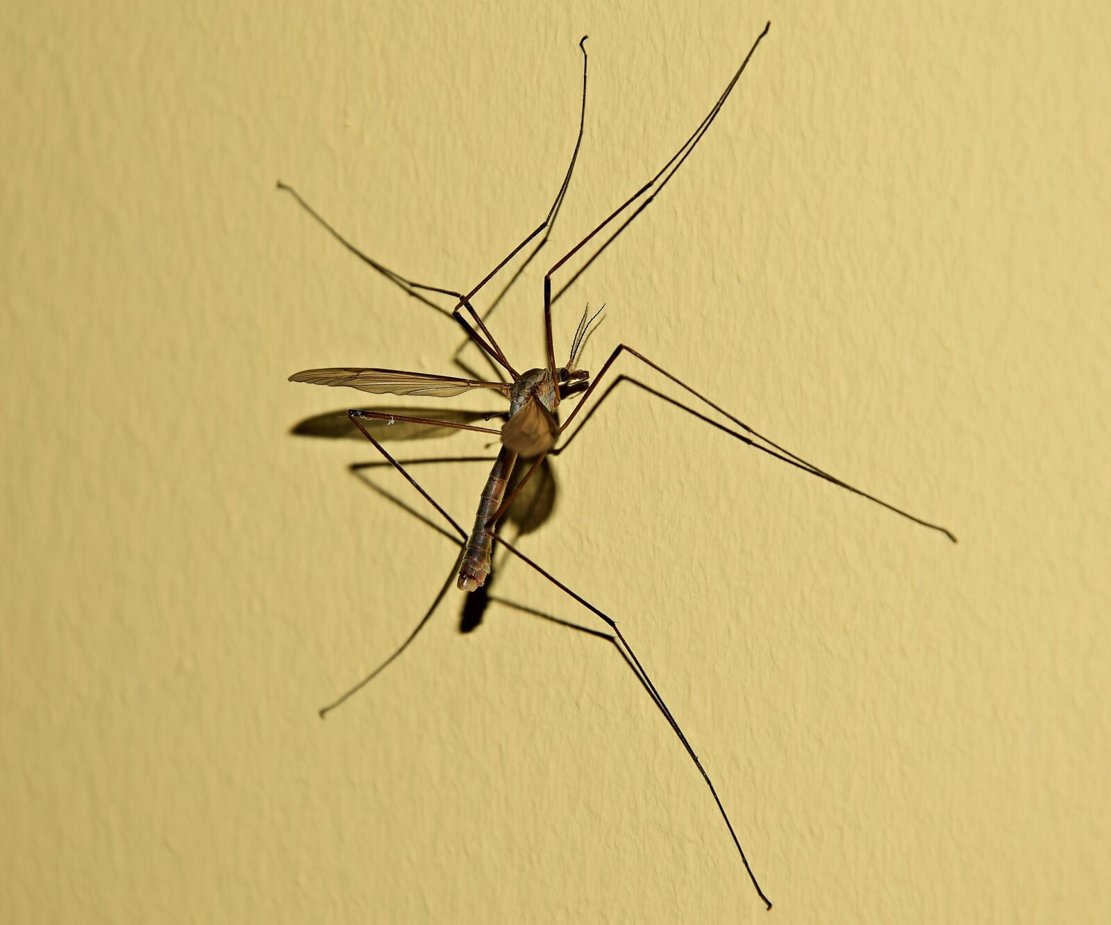 Nikon D5300 sample photo. Komarzyca, komar, mosquito photography