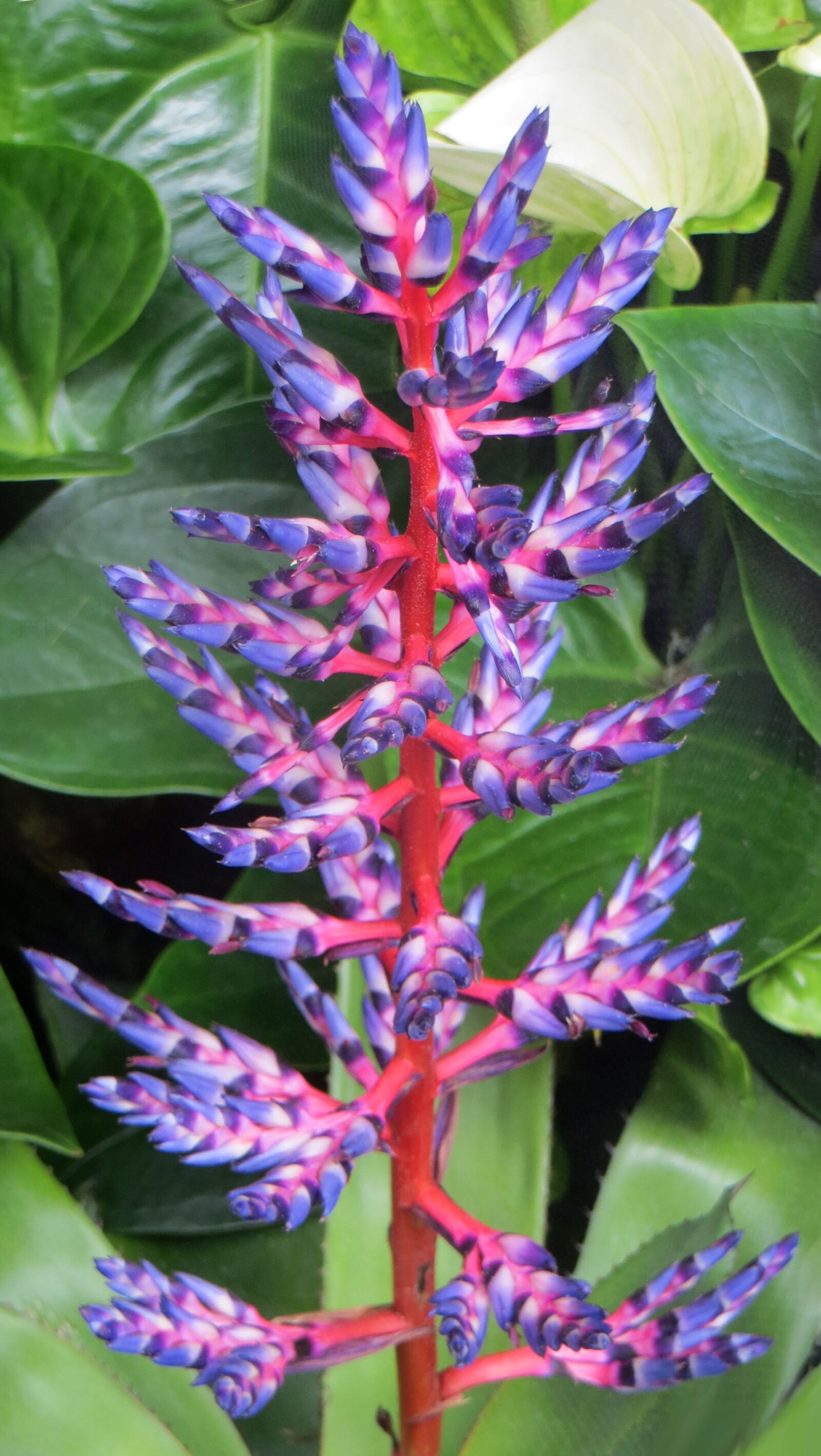 Canon PowerShot SX260 HS sample photo. Pink, blue, plant photography