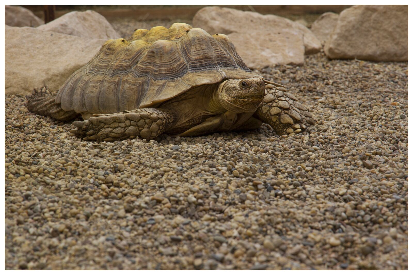 Canon EF-S 15-85mm F3.5-5.6 IS USM sample photo. Turtle, animal, nature photography