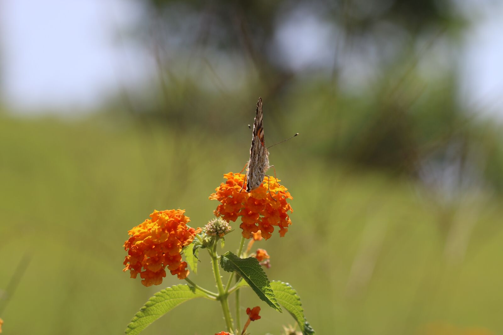 Canon EOS 70D + Canon EF 100mm F2.8 Macro USM sample photo. Butterfly, macro, close photography