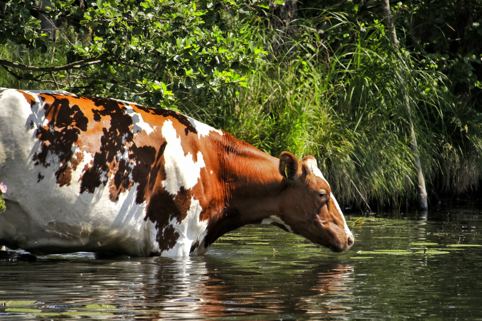 Canon EF-S 55-250mm F4-5.6 IS STM sample photo. Cow, water, nature photography