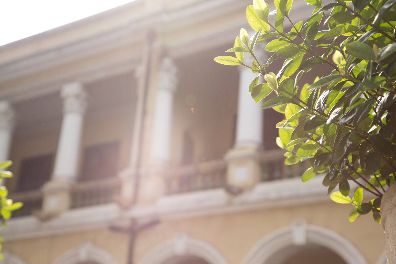 Canon EOS 6D + Canon EF 24-105mm F4L IS USM sample photo. Jewelry（architecture）, plant, house photography