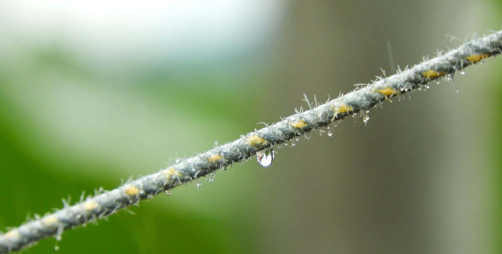 Nikon Coolpix B700 sample photo. Drop, nature, leaf photography