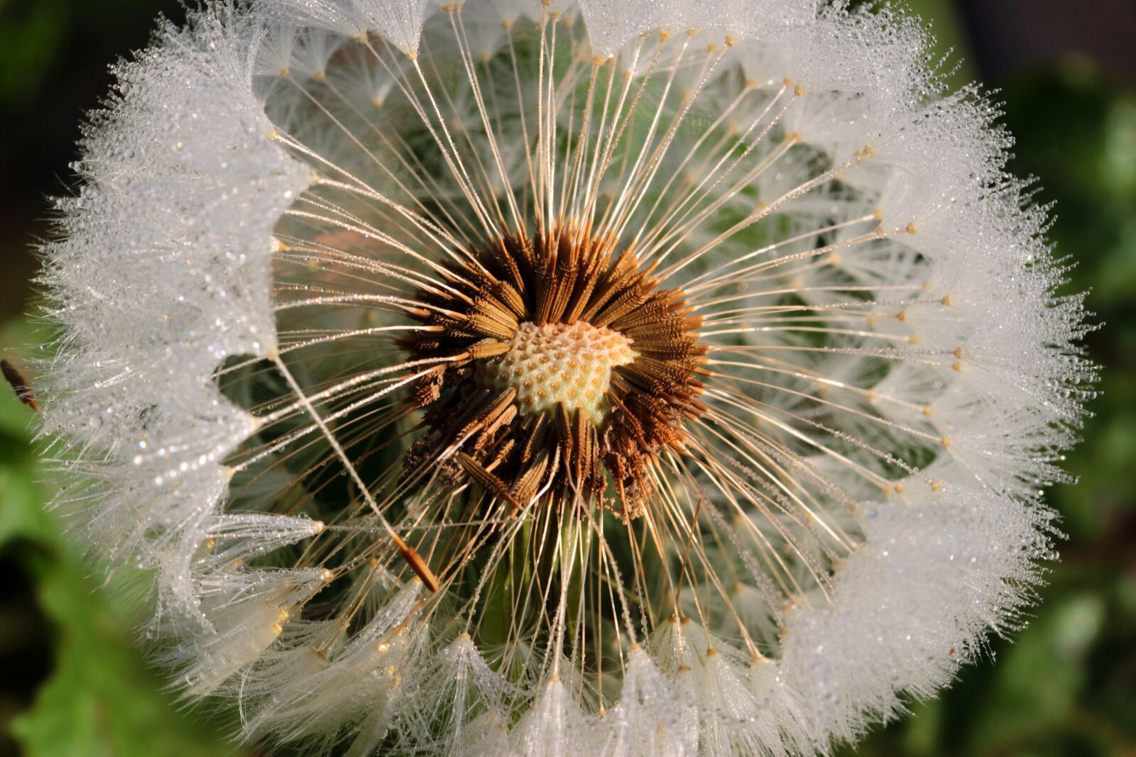 Canon EOS 650D (EOS Rebel T4i / EOS Kiss X6i) sample photo. Dandelion, flying seeds, seeds photography