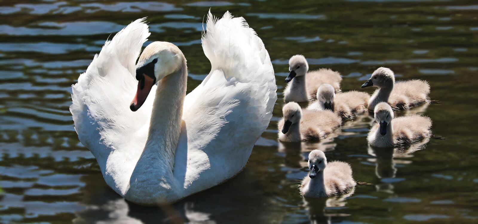 Canon EOS 80D sample photo. Swan, swan babies, baby photography
