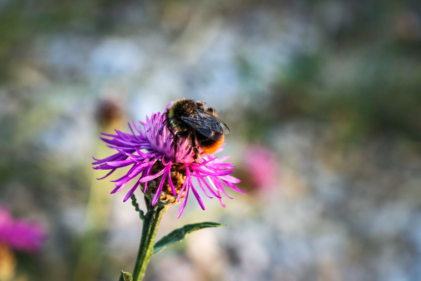 Canon EF-S 18-135mm F3.5-5.6 IS USM sample photo. Bee, abeille, flower photography