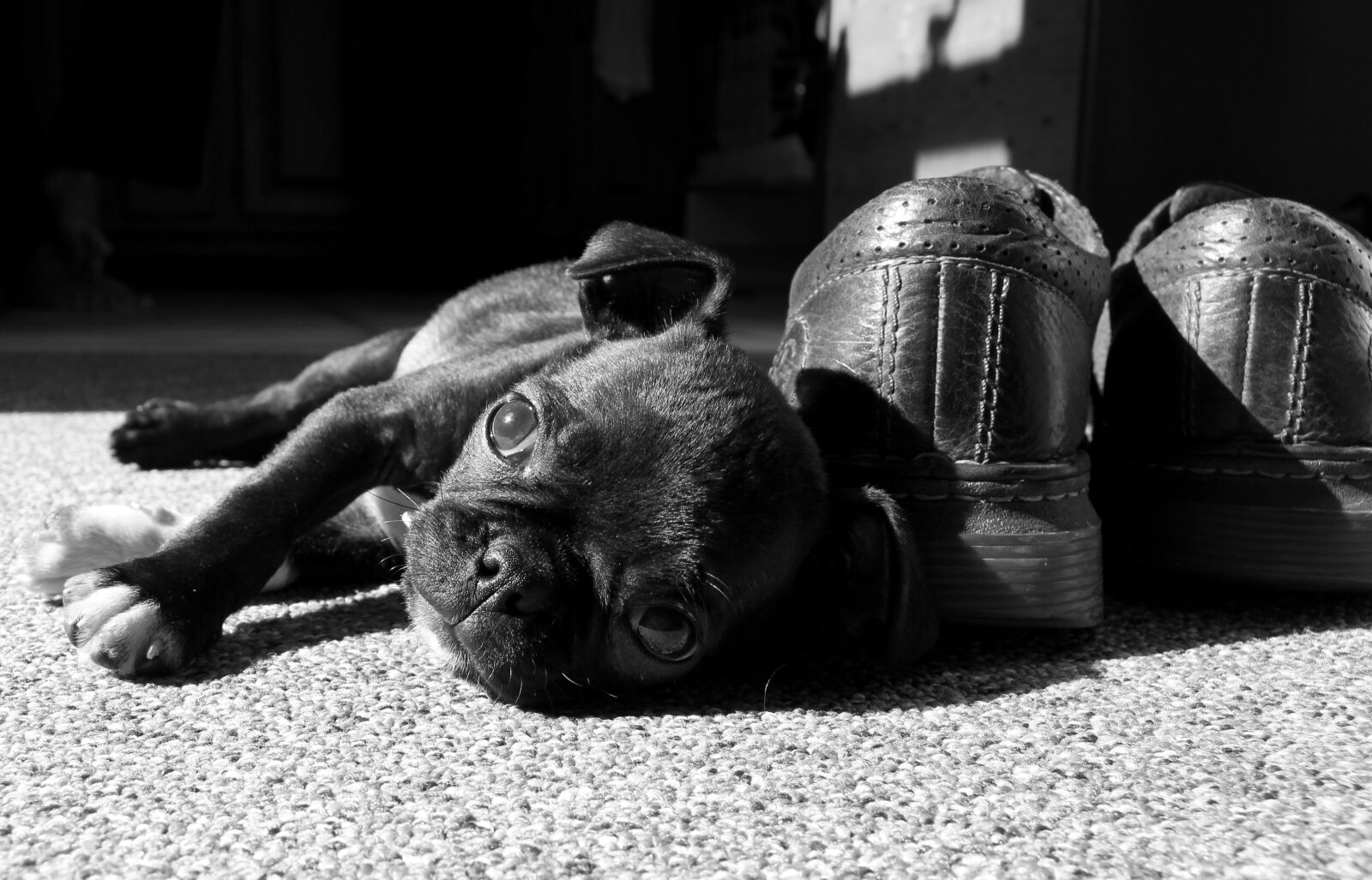 Canon EOS 60D sample photo. Pug, boston terrier, cute photography