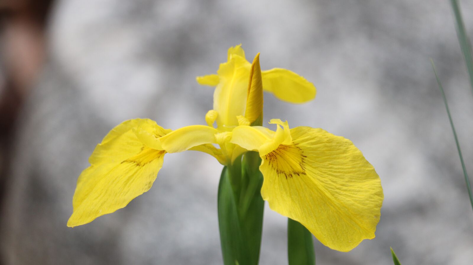 Canon EOS 77D (EOS 9000D / EOS 770D) sample photo. Yellow, flowers, spring photography