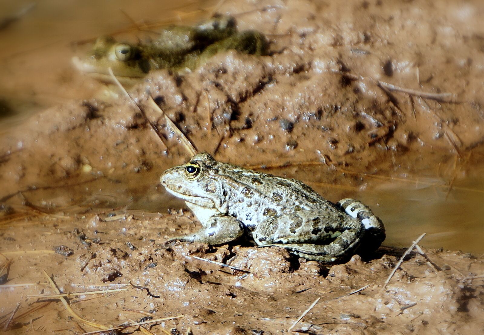 Sony E 55-210mm F4.5-6.3 OSS sample photo. Nature, animalia, wild life photography