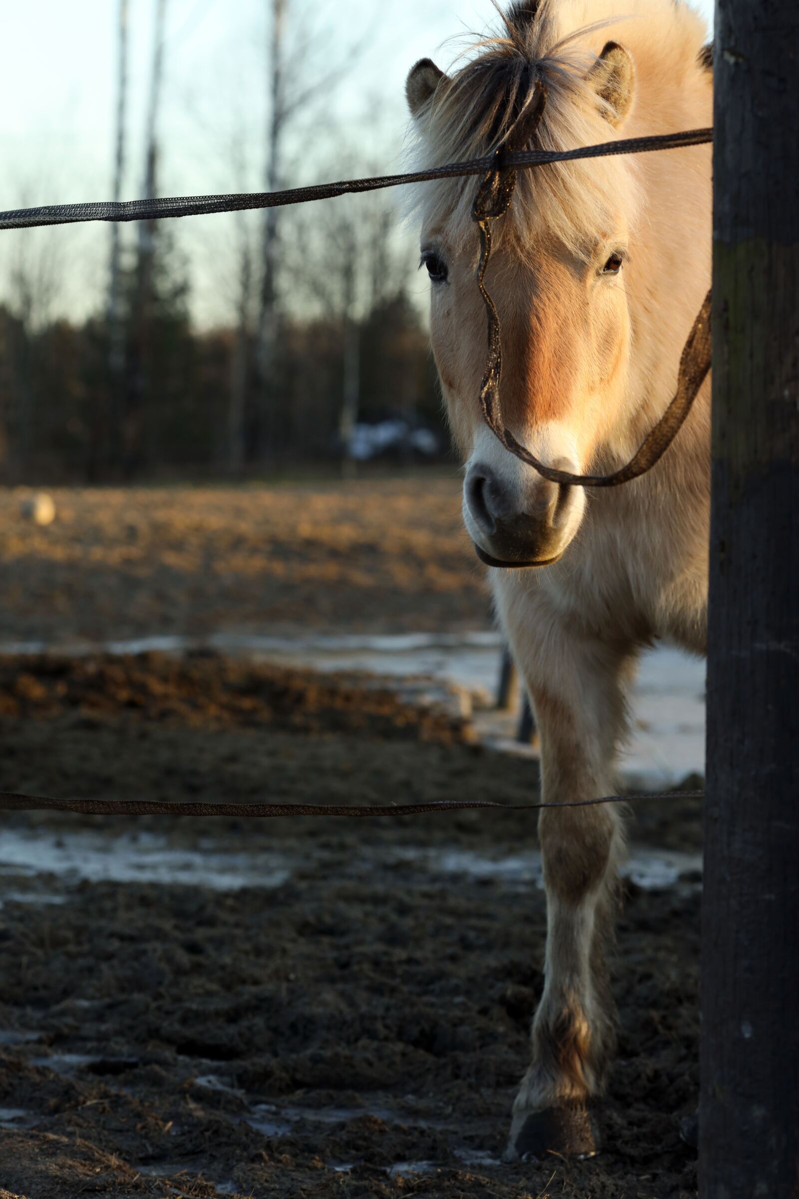 Canon EOS R + Canon EF 135mm F2L USM sample photo. Horse, animal, farm photography
