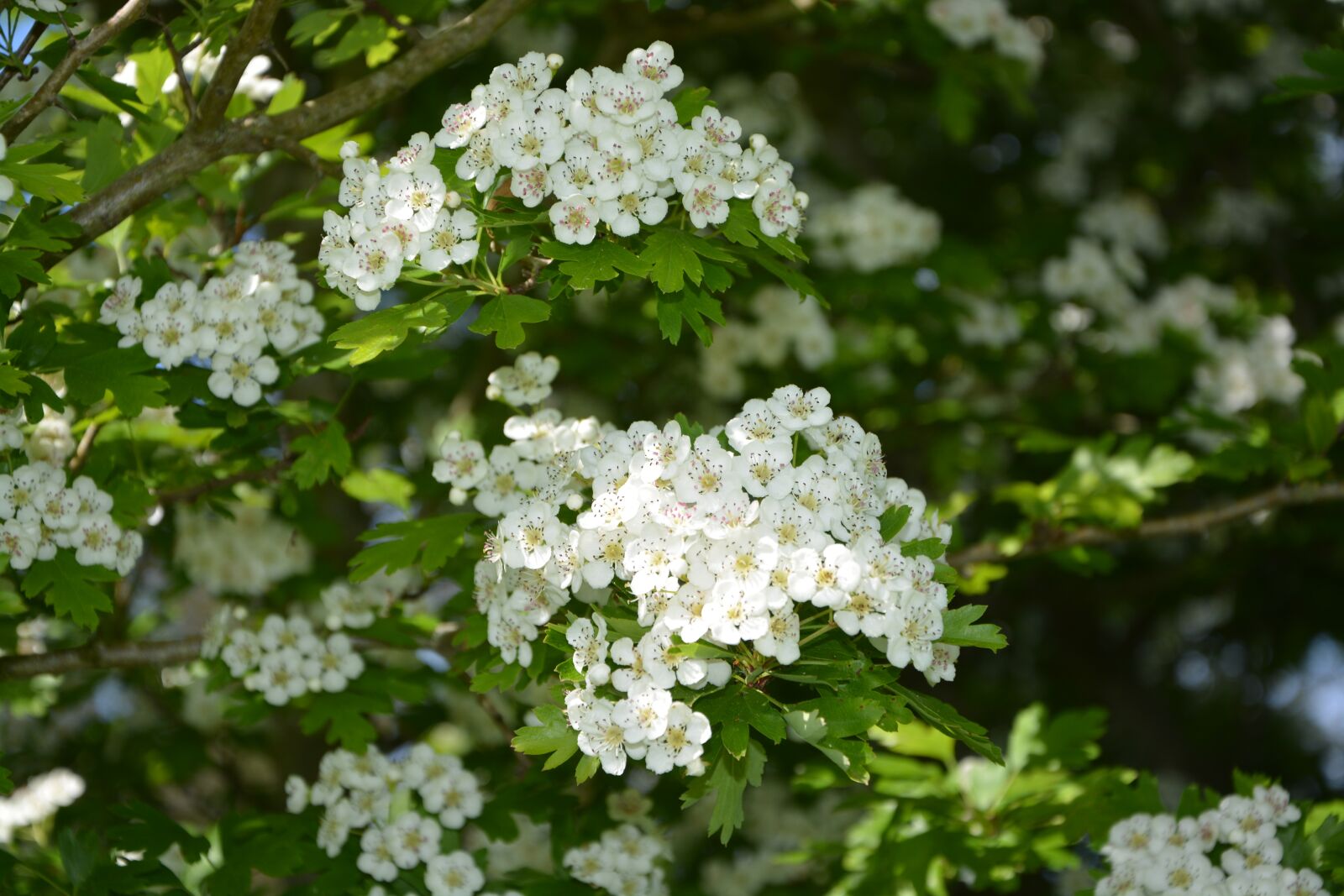 Nikon D5200 sample photo. Flowers, white, the hawthorns photography