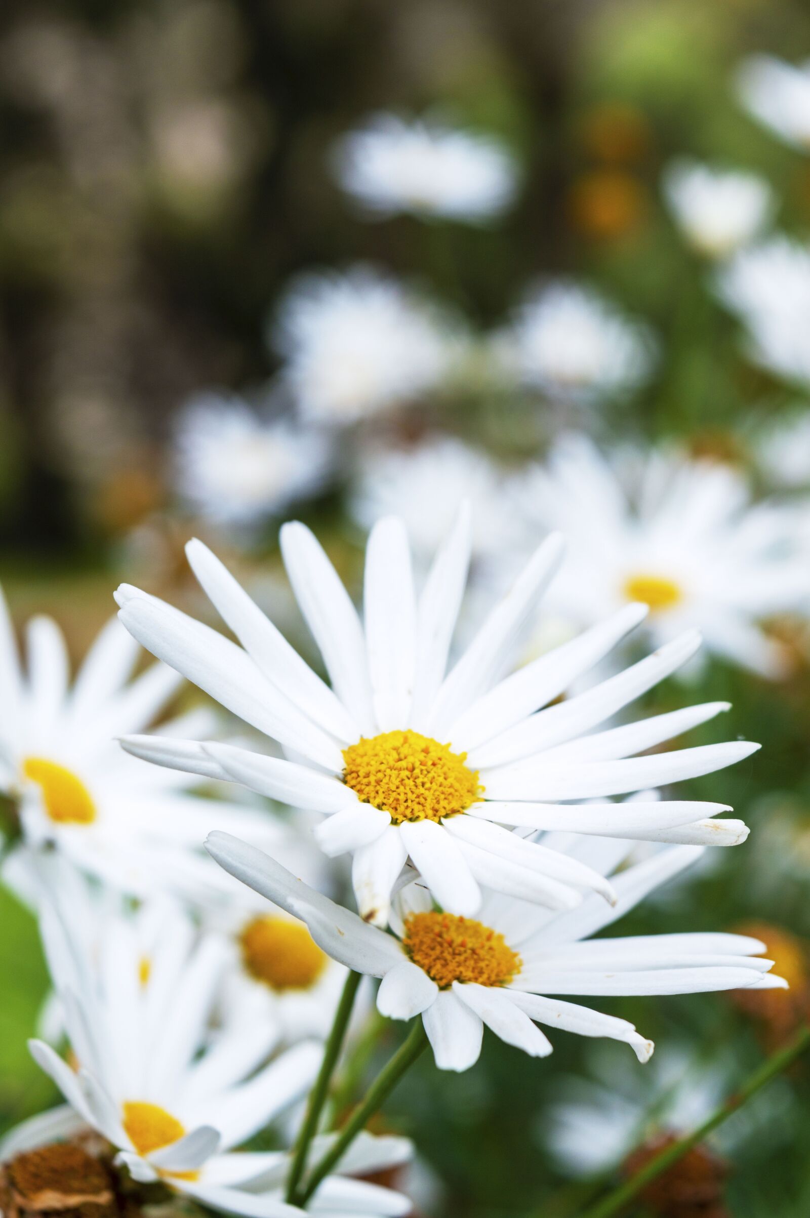 Nikon D3200 sample photo. Nature, plant, flower photography