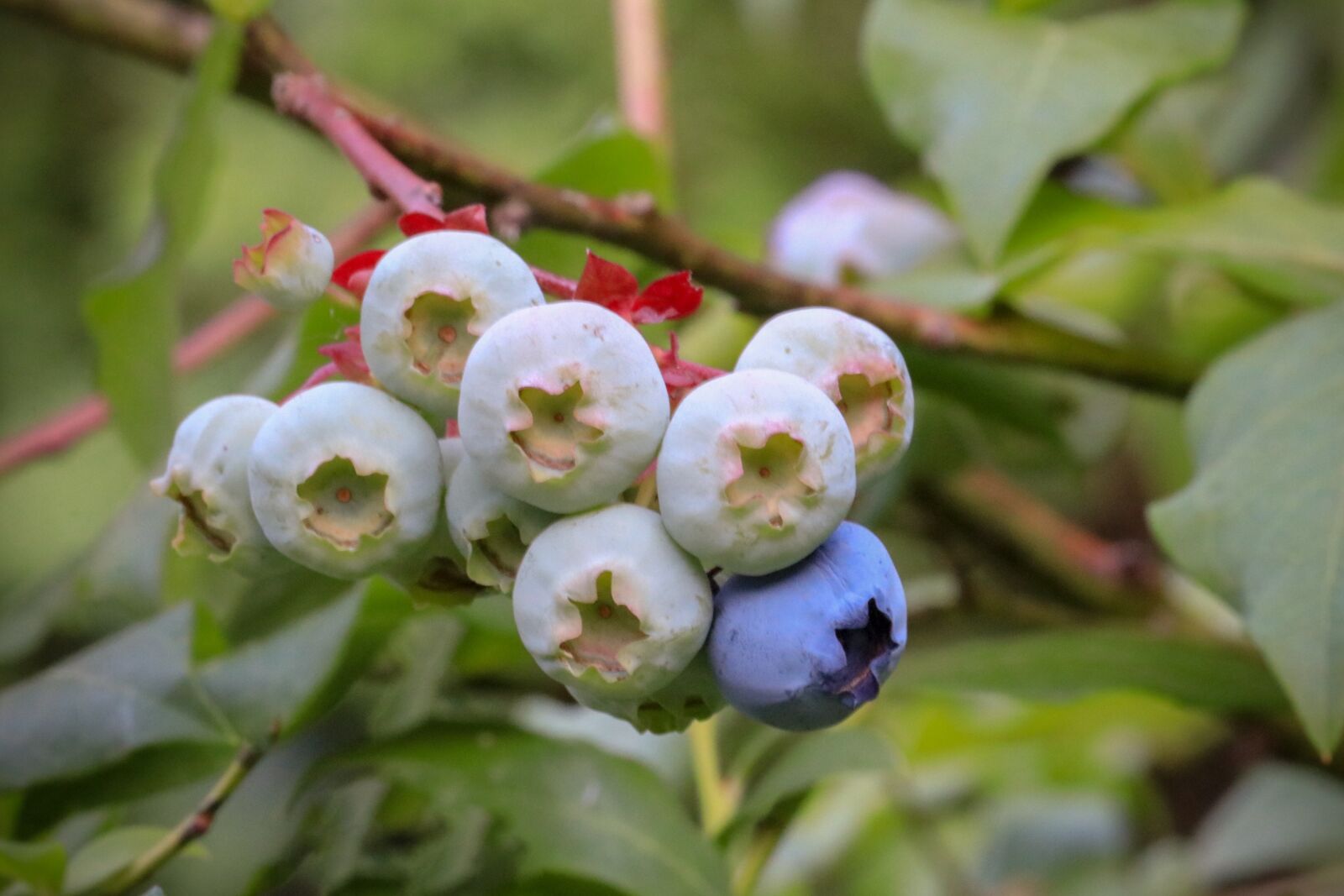 Canon EF-S 55-250mm F4-5.6 IS STM sample photo. Blueberry, blueberries, berries photography