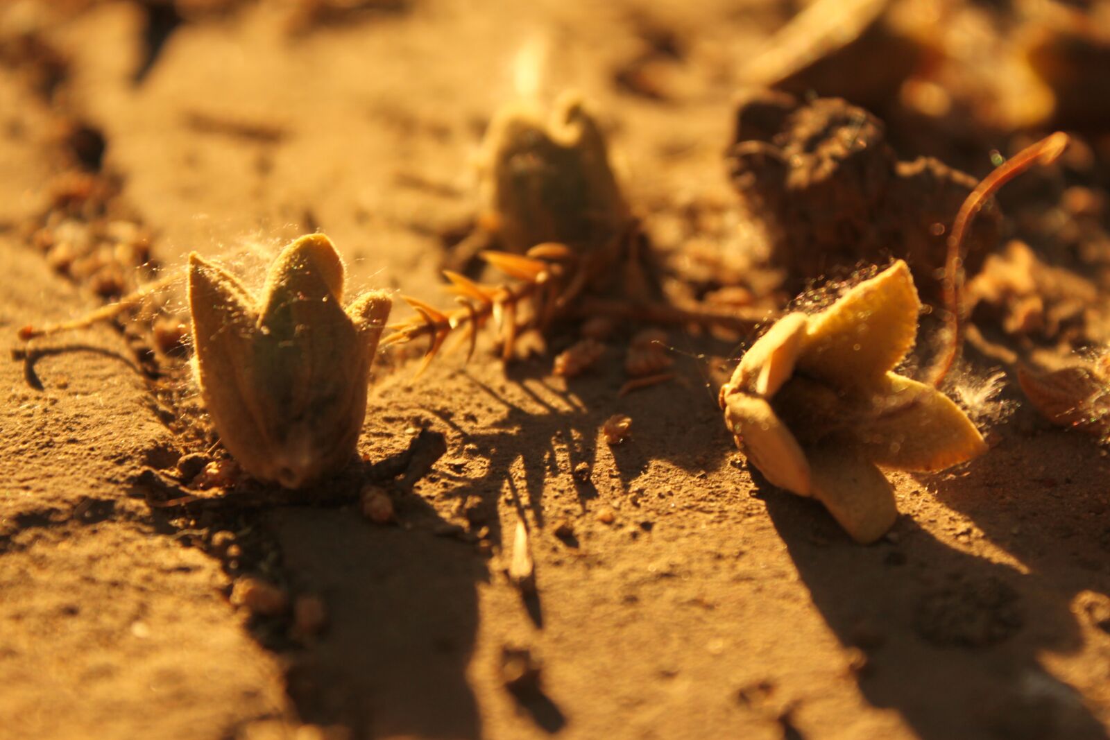 Canon EOS 500D (EOS Rebel T1i / EOS Kiss X3) sample photo. The evening sun, ground photography