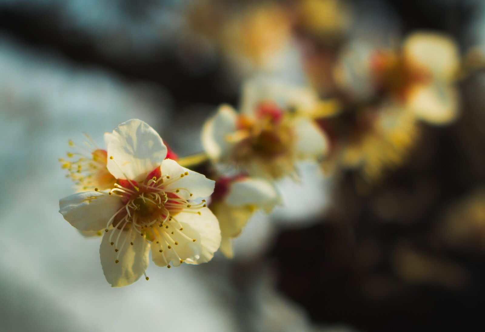 Canon EOS 700D (EOS Rebel T5i / EOS Kiss X7i) sample photo. Flower, nature, plant photography