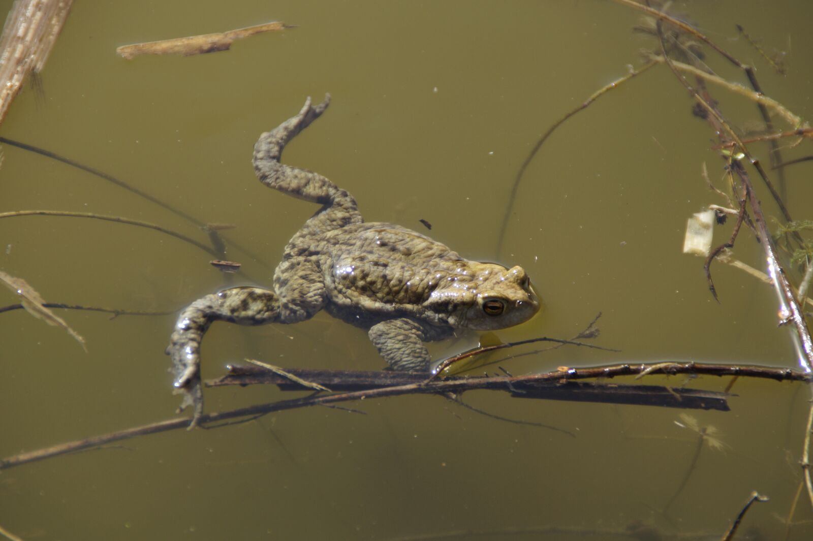 Sony SLT-A58 sample photo. Animal world, nature, waters photography